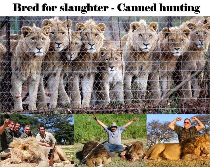 Animal Antics As Wildlife Reclaim Nsefu Camp Animal Antics As Wildlife Reclaim Nsefu Camp