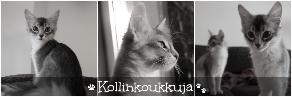 Kollinkoukkuja