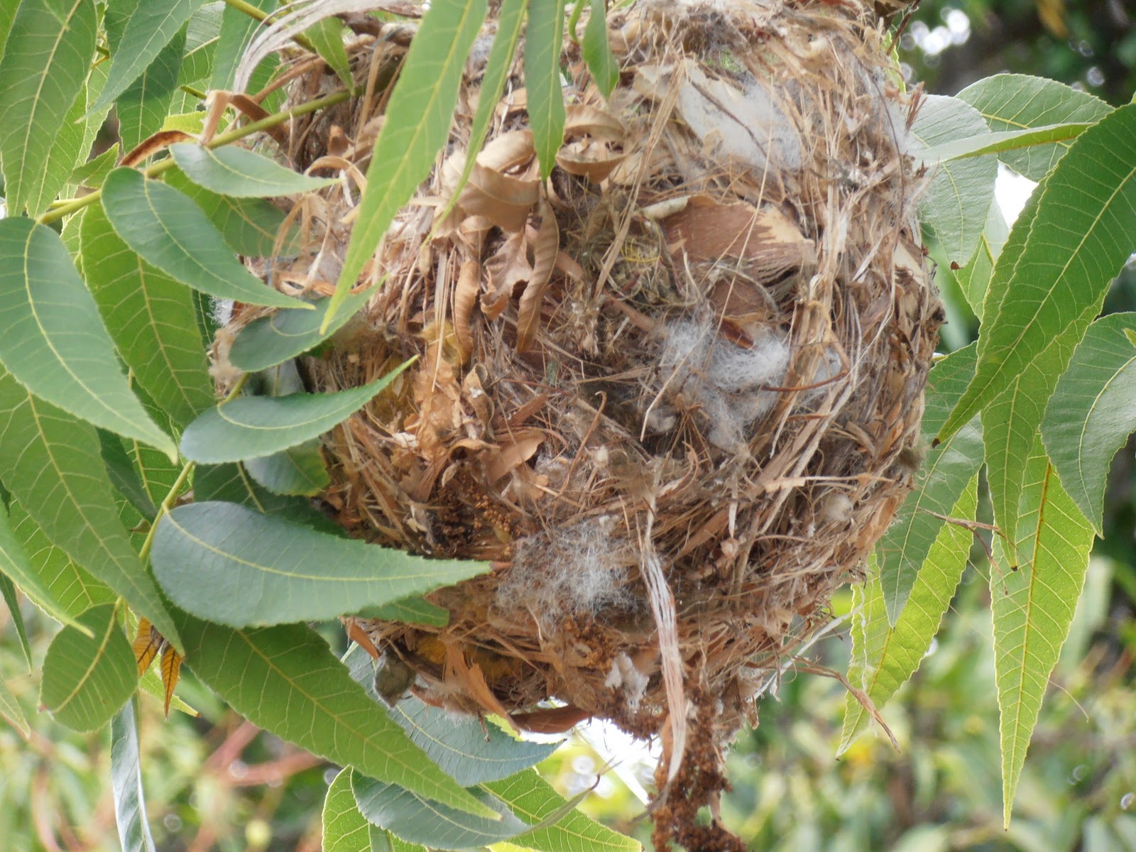 Spring Nest