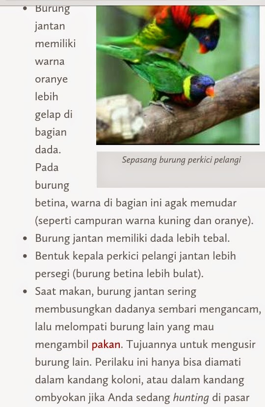 Megakicaubf Jenis Kelamin Nuri Pelangi