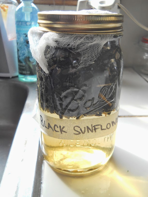 sprouting black sunflower seeds for chickens alisha s homesteading growing black sunflower seed sprouts for chickens sprouting black sunflower seeds for chickens alisha s homesteading growing black sunflower seed sprouts for chickens