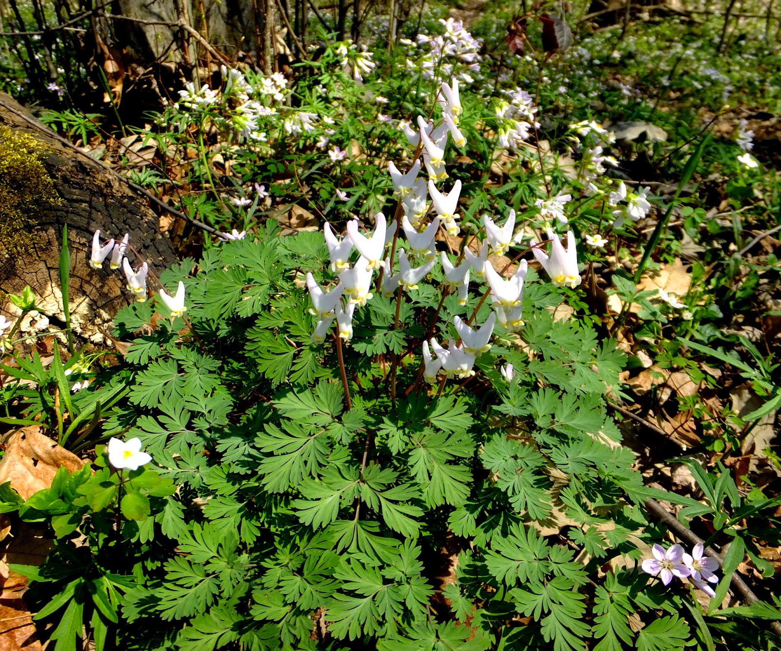 Plants Amaze Me Spring Wildflowers in Southwest Michigan