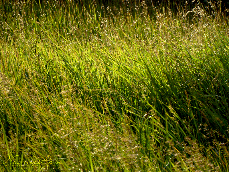Tundra Grass