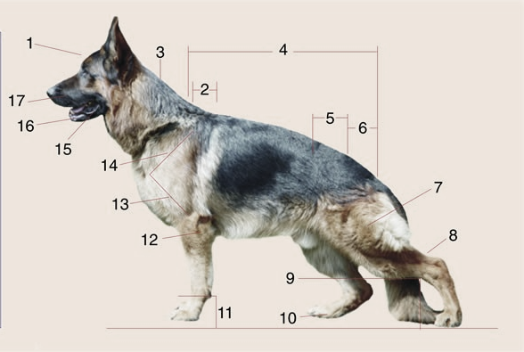 La anatomía: ANATOMÍA INTERNA Y EXTERNA DE UN PERRO