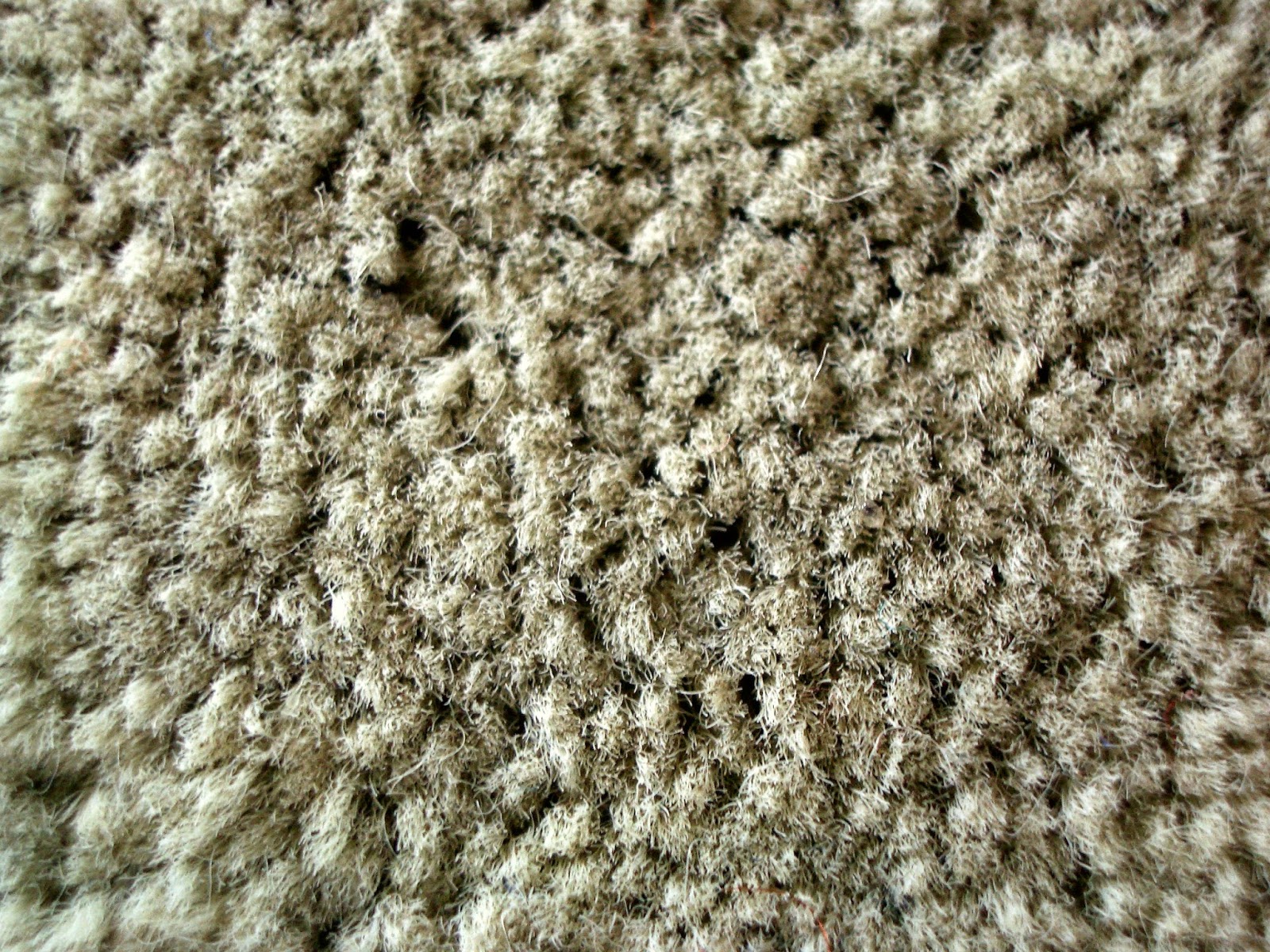 Janie Bress My North Shore Blog Carpet Maintenance Tips for Your