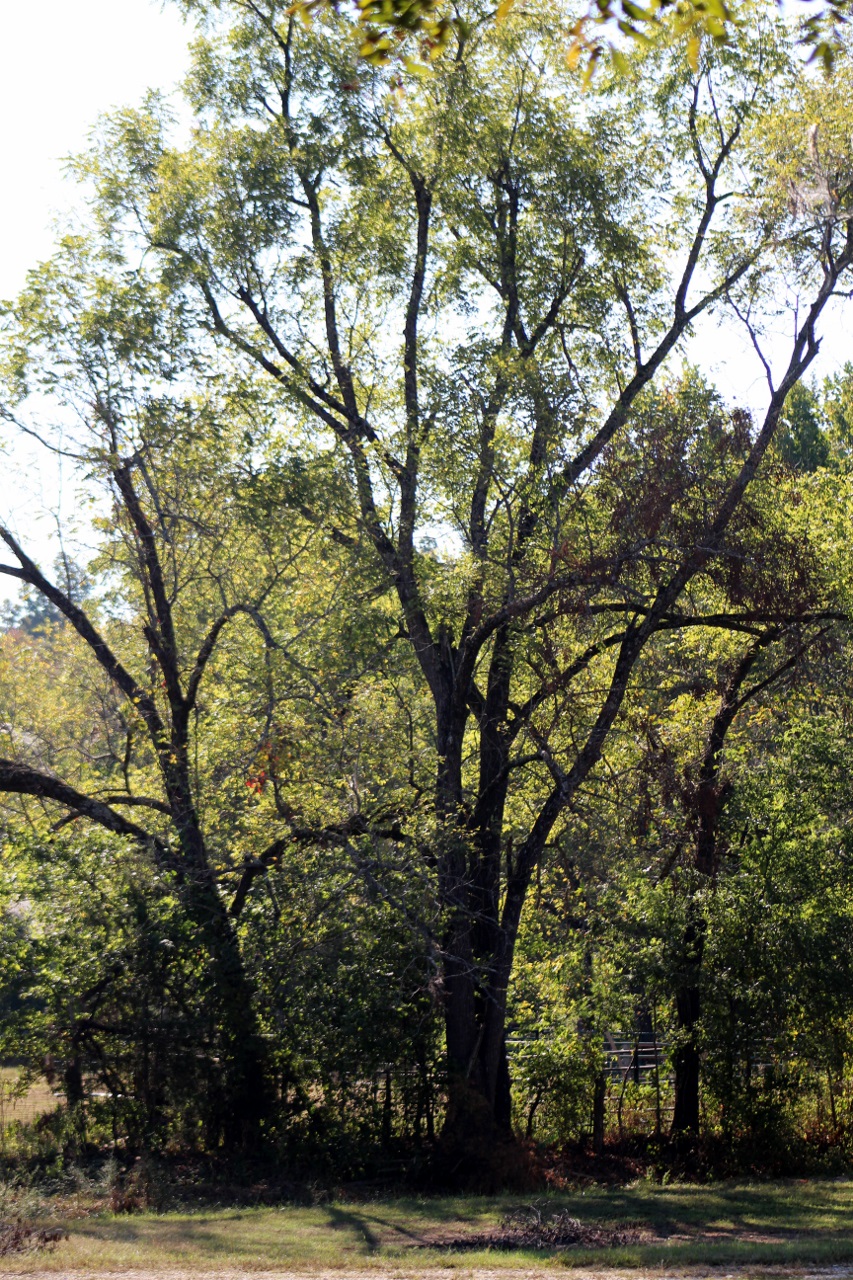 At The Farm... Black Walnut Trees