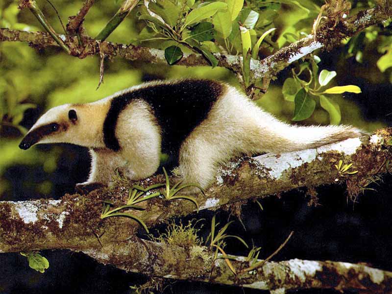 The Natural World Top Ten Most Interesting Arboreal Mammals (Part 2)