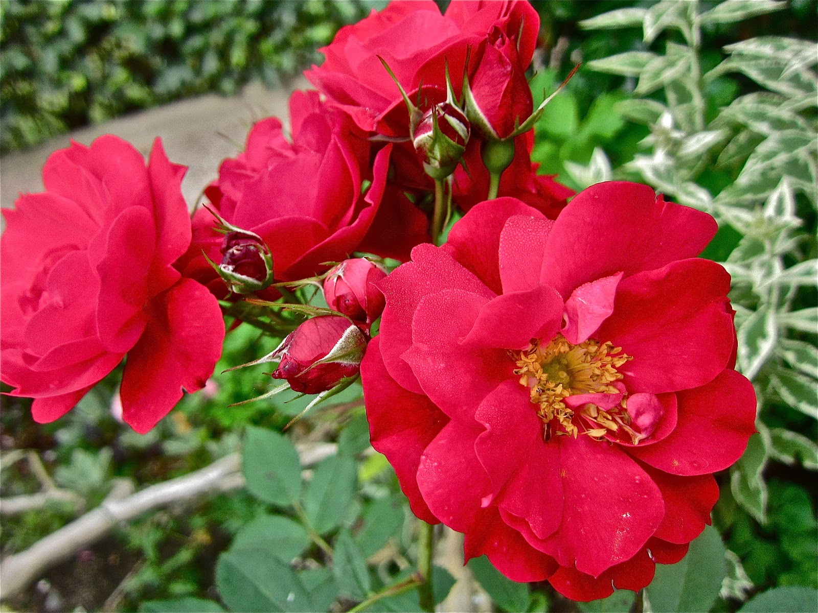 I never promised you a rose garden Mina rosor Adelaide Hoodless