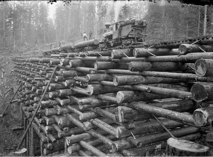 Fotos antiguas de la tala de árboles gigantes Fotos antiguas de la tala de árboles gigantes