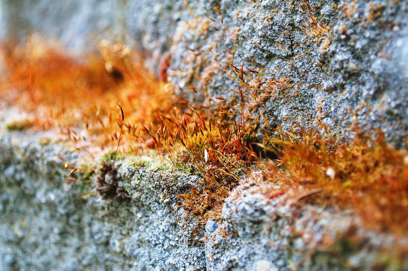 Finally Taking Root In Bloom