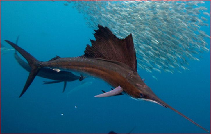 Fish Identification: Sailfish/Atlantic sailfish/Indo Pacific sailfish