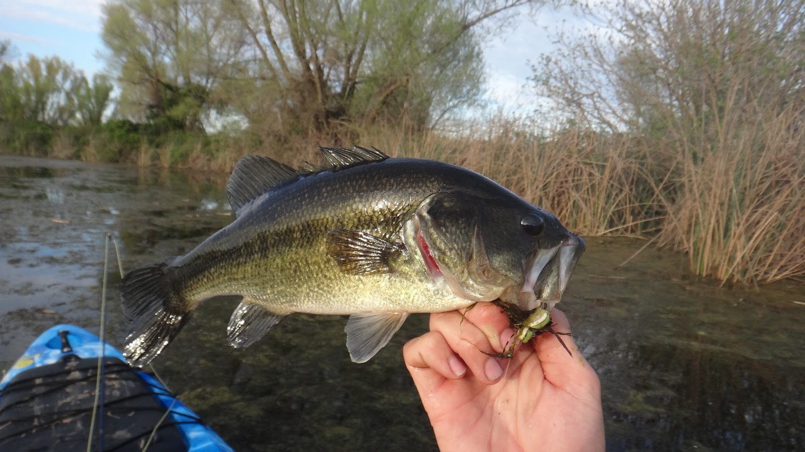 Headwaters Fishing Team Fly Fishing For Bass At Mather Lake By BioBill