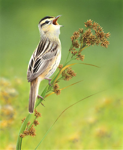 How to Attract Birds pics How to Attract Birds pics