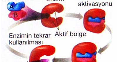 Mari Mengamati Cara Kerja Enzim
