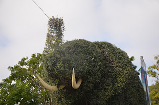 Bush shaped as an elephant 