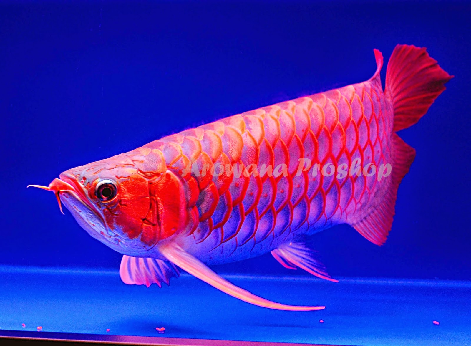 Tourist In Indonesia Super Red Arowana