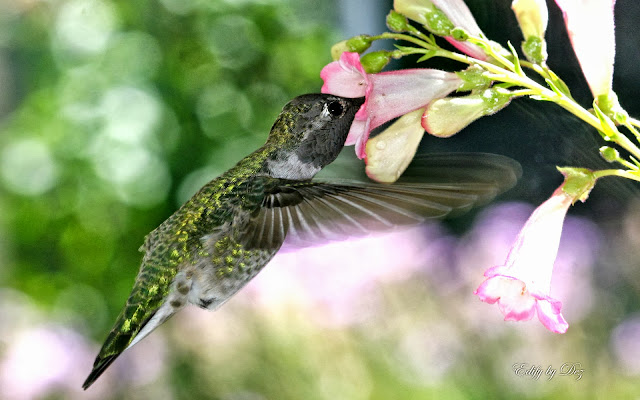 Wallpaper Hungry Hummingbird
