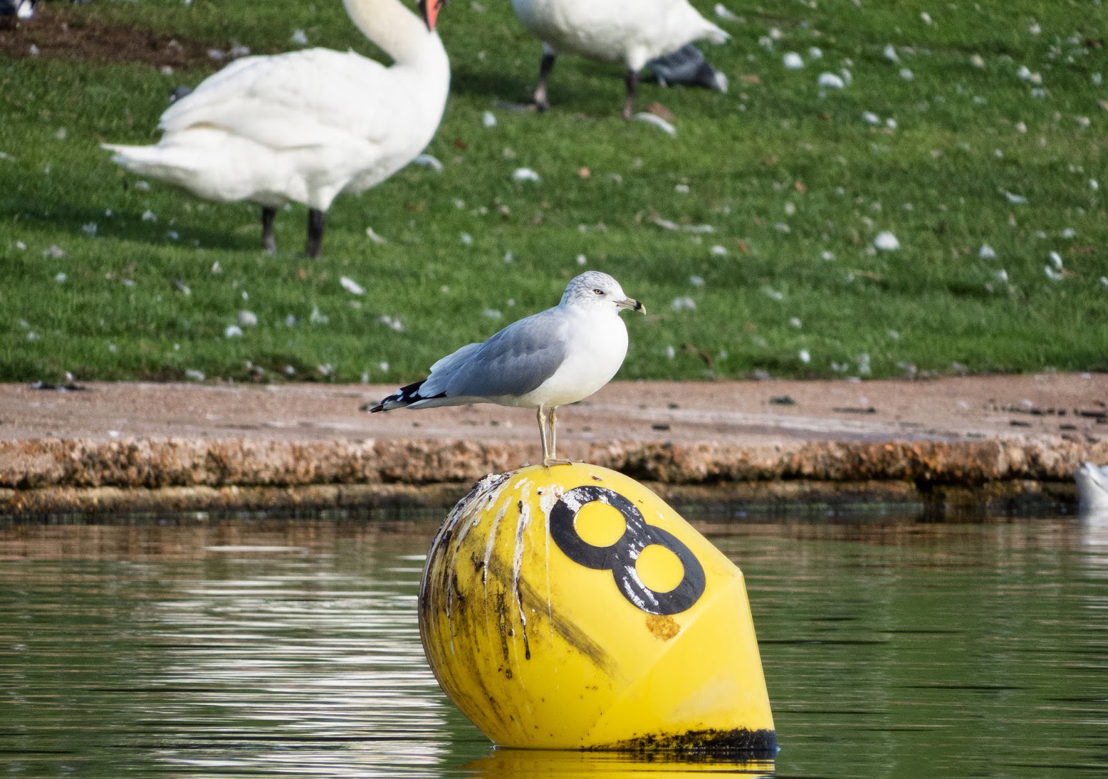 Ring-billed Gull