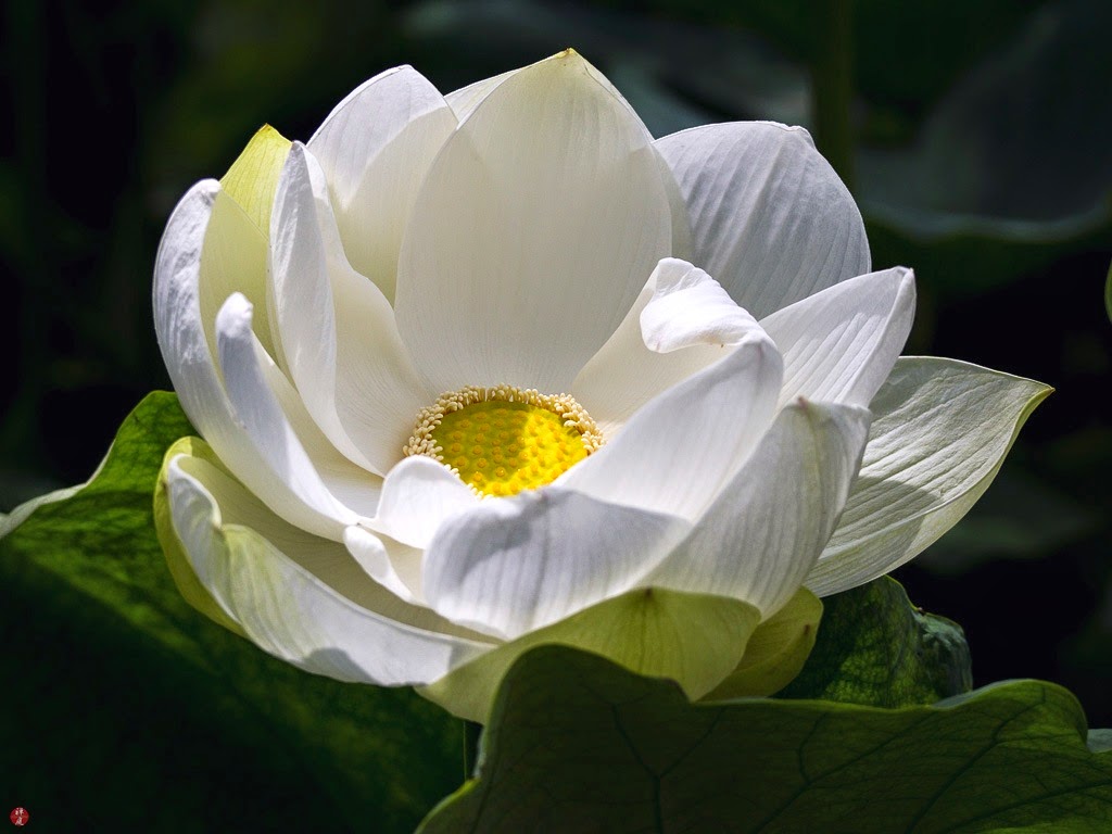 FROM THE GARDEN OF ZEN Sacred lotus flower Tsurugaokahachimangu