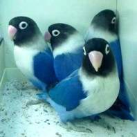Bisnis Ternak Burung Love Bird Cukup Menjanjikan Bisnis Ternak Burung Love Bird Cukup Menjanjikan