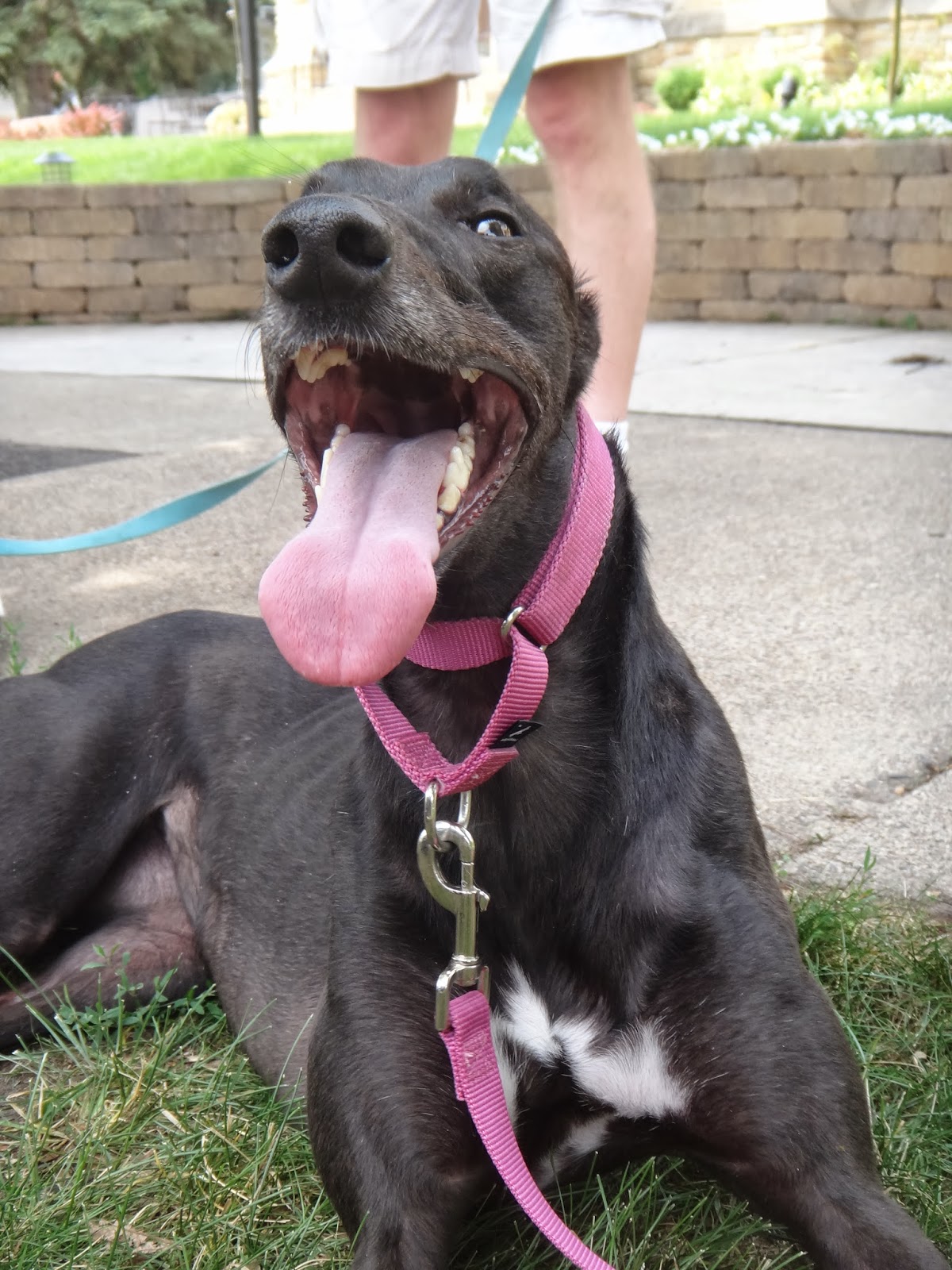 Northern Lights Greyhound Adoption Dog Blog Black Friday, Greyhound Style