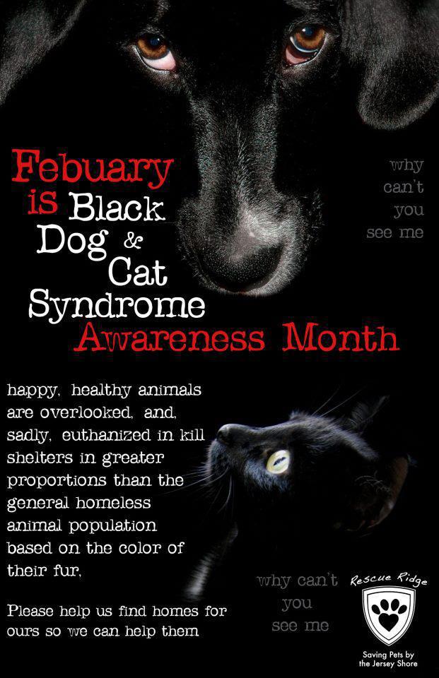Black Dog And Cat Syndrome Aqateness Month Black Dog And Cat Syndrome Aqateness Month