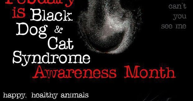 Black Dog And Cat Syndrome Aqateness Month Black Dog And Cat Syndrome Aqateness Month