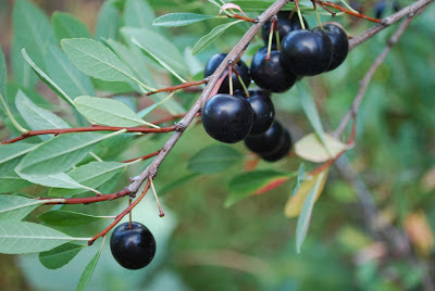 Denver Landscape Plants Sand Cherry