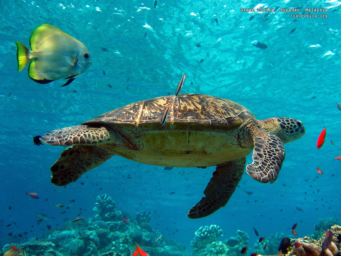 http://2.bp.blogspot.com/-rT1OAuHb7jU/TzOdbtUaEbI/AAAAAAAADVA/khcgtjb4nCg/s1600/turtle-wallpaper-1152x864.jpg