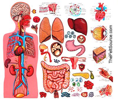 Human Body Anatomy