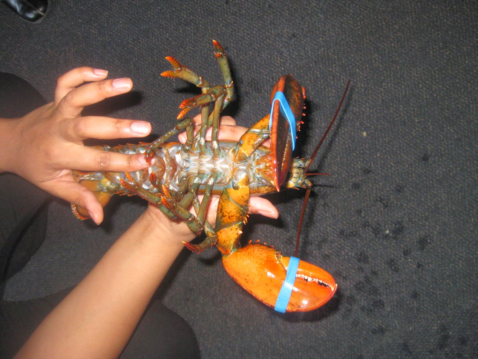 Grace Moments From Longfellow to Lobster!