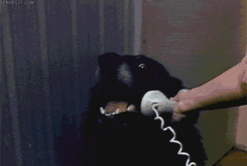 animal gifs, hello yes this is dog