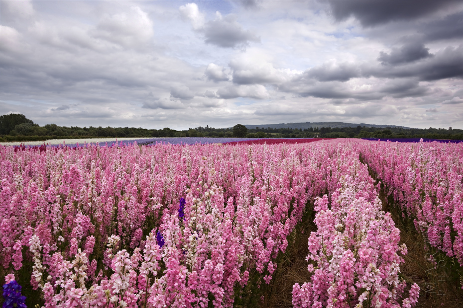 Confetti Flower Field at Wick, Pershore, Worcestershire