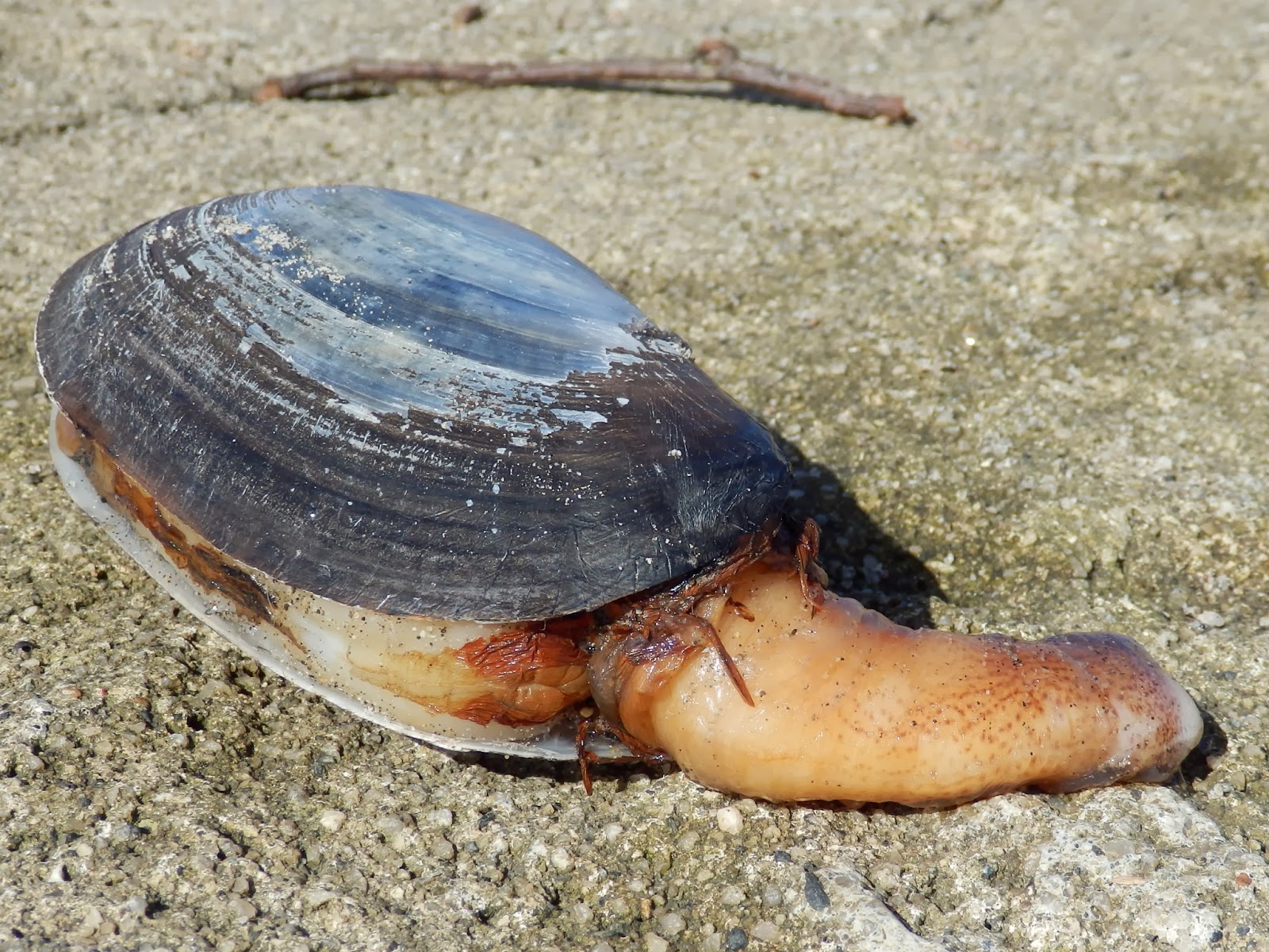 Strange shell on Cornish Beach