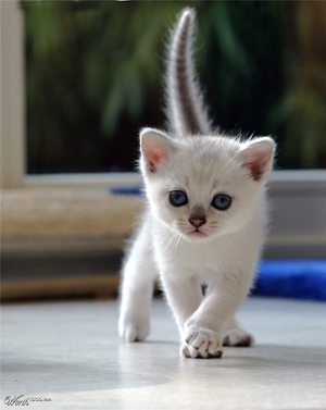 a kitten