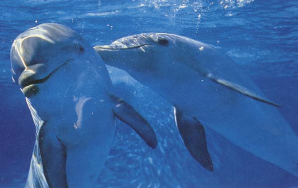 dolphinp.jpg