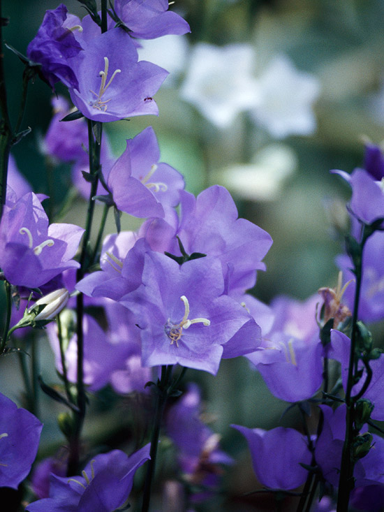 the best perennial plants for cottage gardens the best perennial plants for cottage gardens