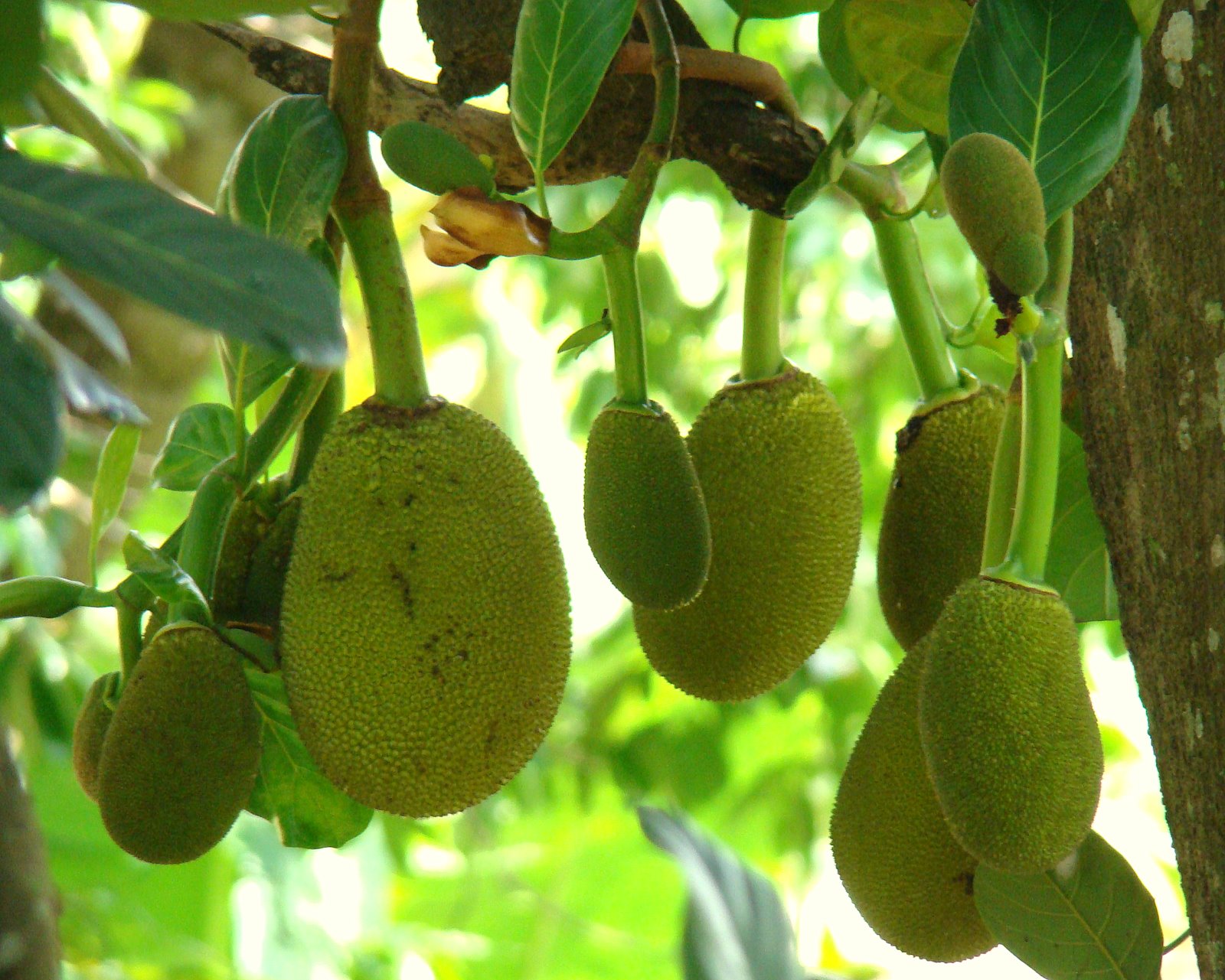 DiscoverSriLanka SRI LANKA JACK FRUIT SEASON