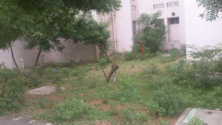 IIT Madras features: The Spotted Deer