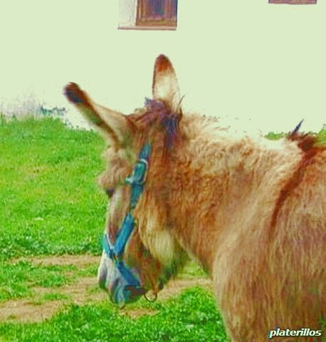 VARIOS BURROS EN LA BIBLIOTECA