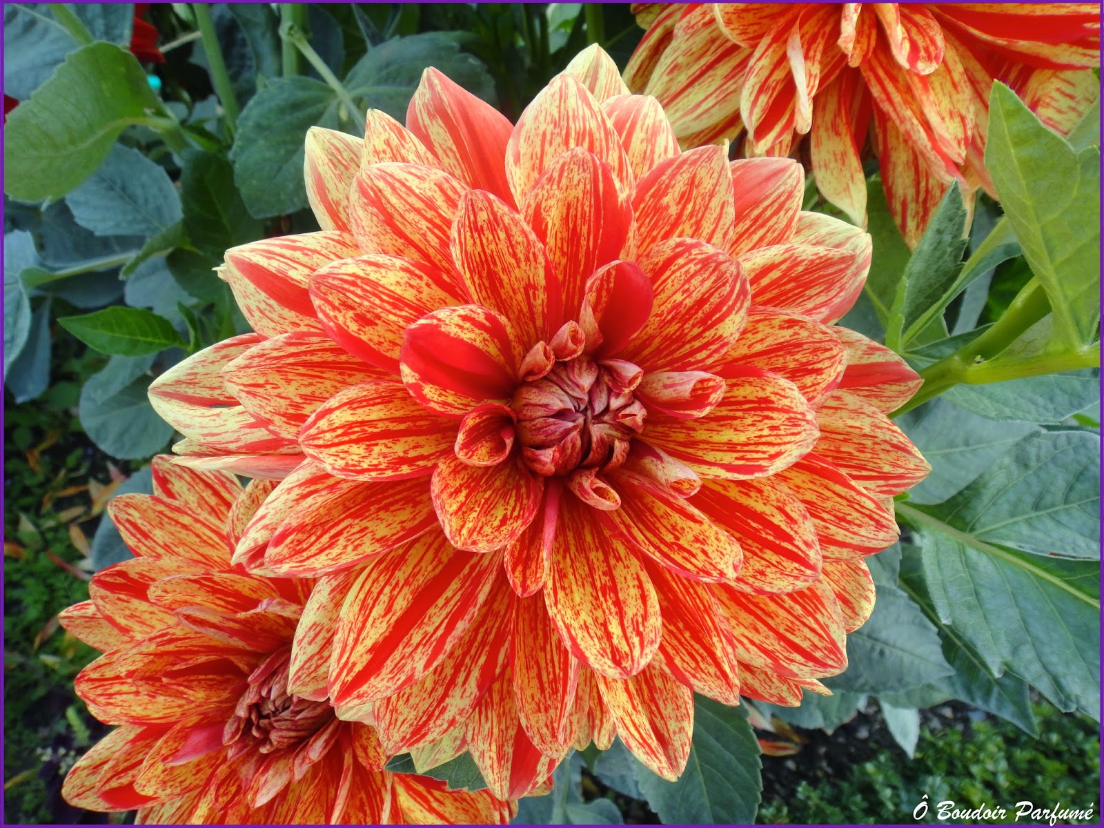 Namsaa Nous Fait Voir La Vie En Bleu Avec Ses Infusions Insolites