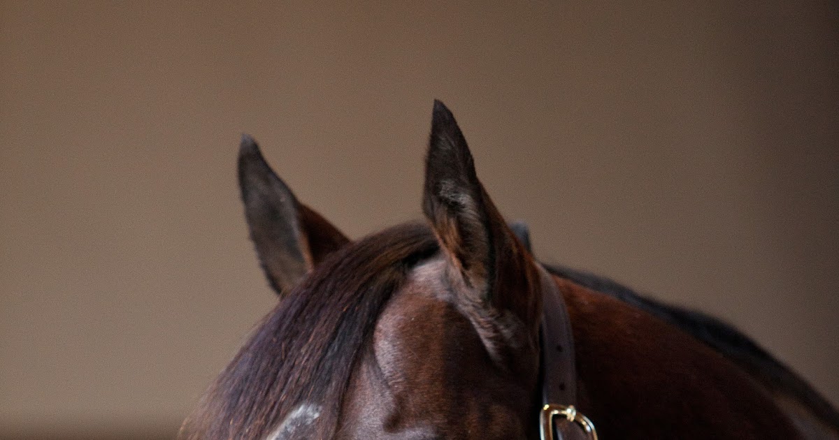 Past the Grandstand Stallion Feature Sky Mesa