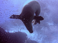 Monk seal - oahu scuba diving