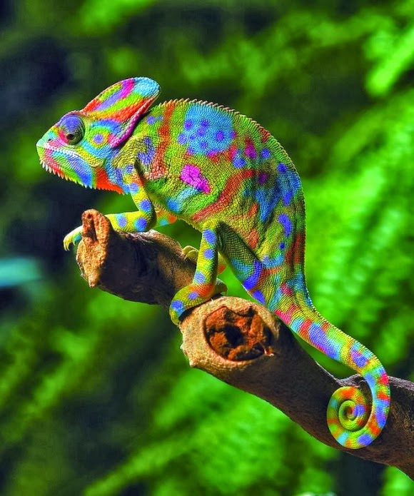 Why Do Chameleons Change Their Color? - 24 Hours Culture