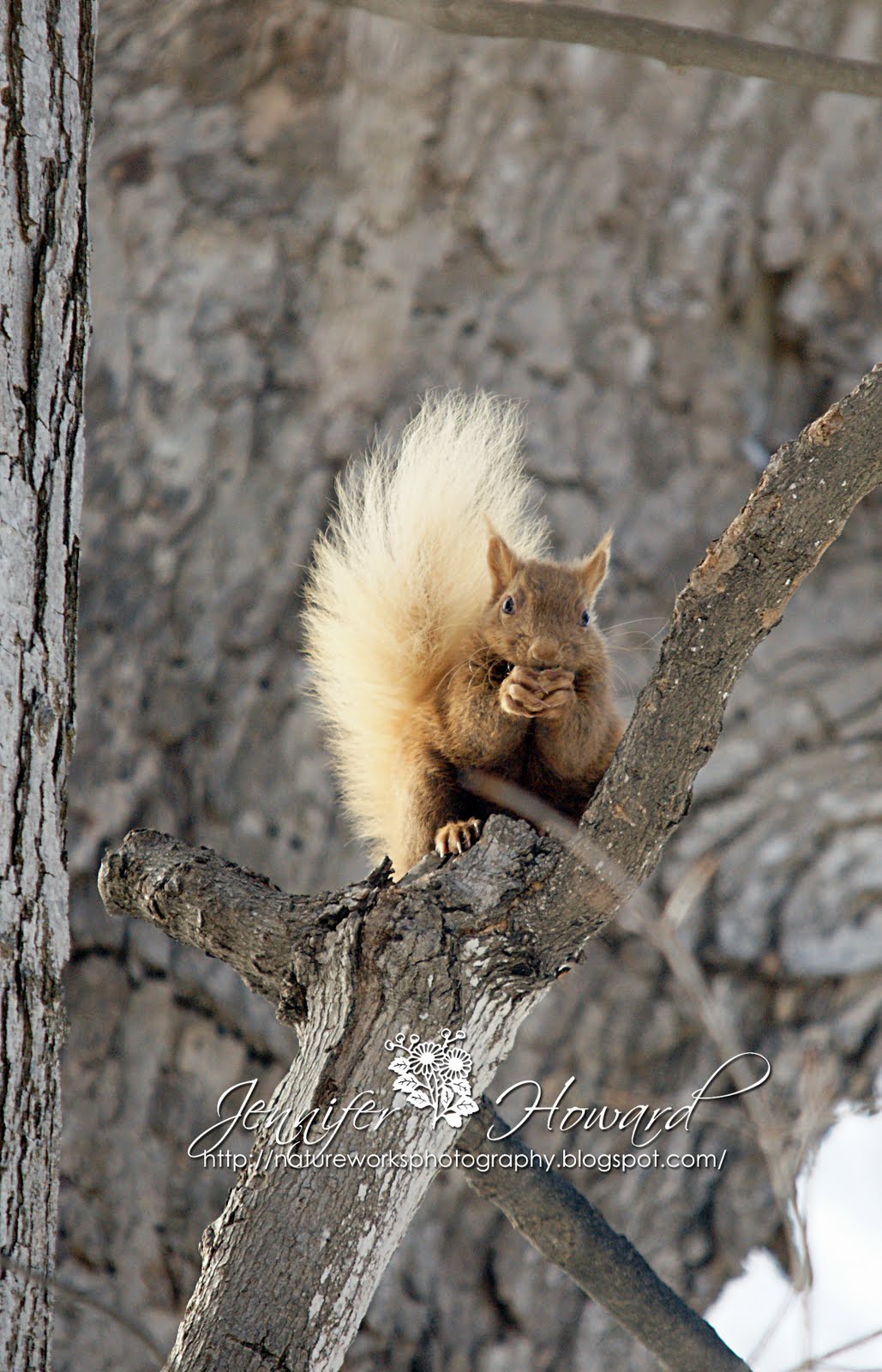 Nature Works Photography Beautiful blonde squirrel 3/14/11