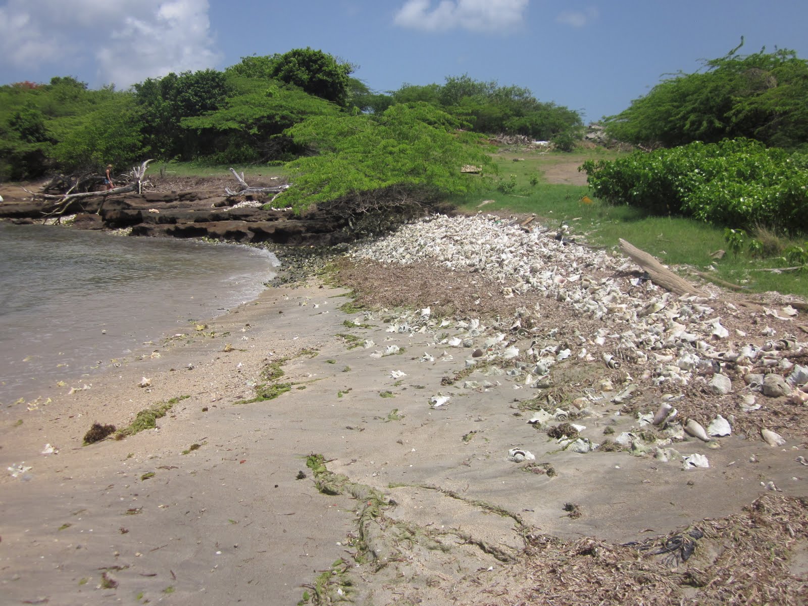 The Scurlock Scene Conch Shell Graveyard