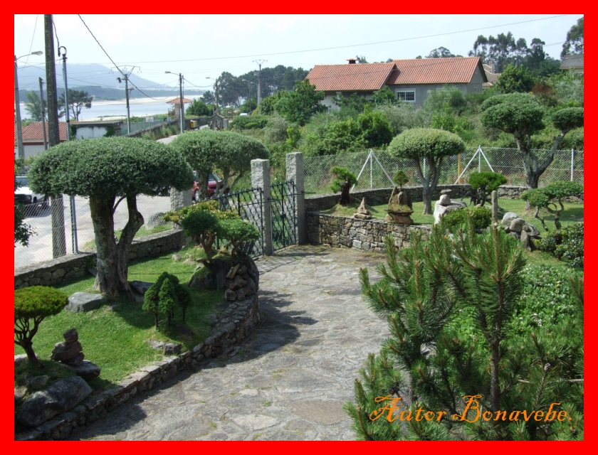 Divagando desde Vigo a mi entender.: Los pequeños árboles en laja y