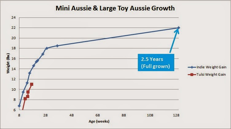 Miniature Australian Shepherd Growth Chart