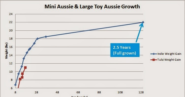 Aussie Shepherd Size Chart