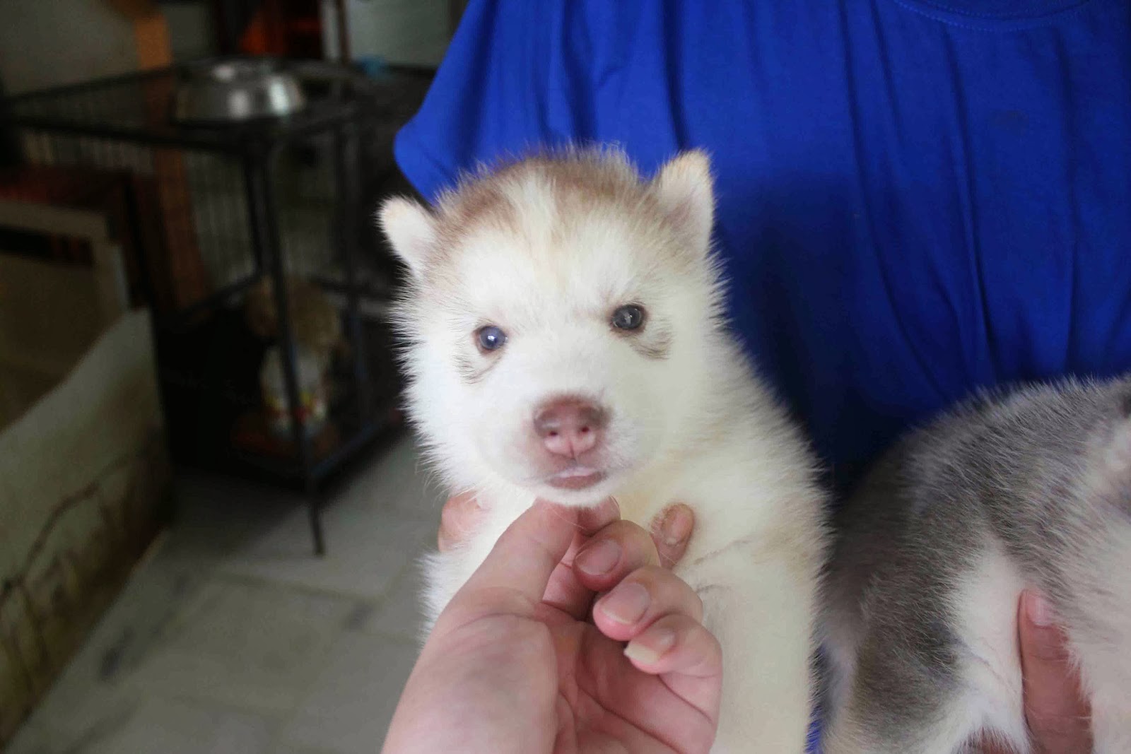 LovelyPuppy 20140106 Standard Double Coat Husky Puppies